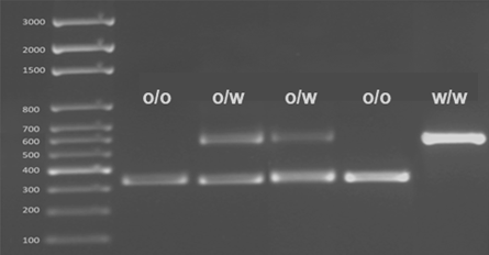 CRISPR GPR65 Gels