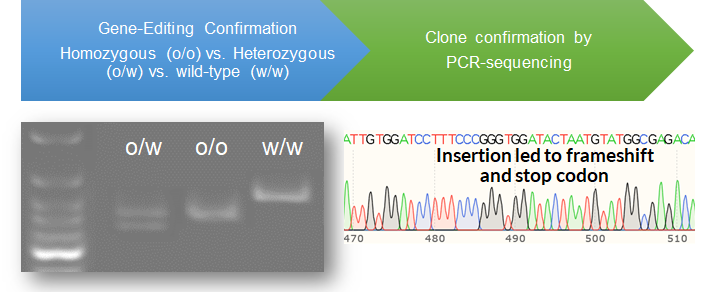 CRISPR PCR Confirmation