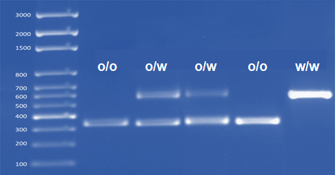 GPR65 CRISPR PCR