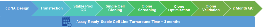Stable Cell Line Flow Chart-2